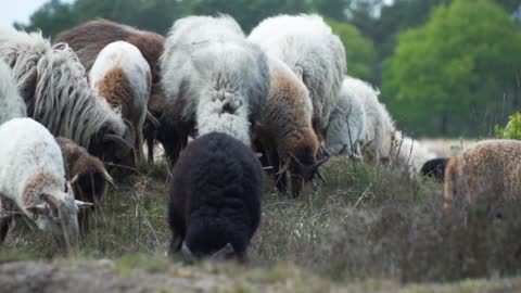 Sheep in to the Garden.