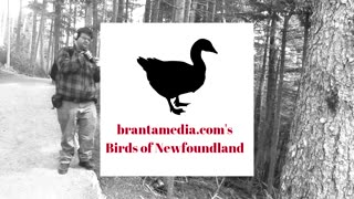 Birds Of Newfoundland-Cedar Waxwing-Bombycilla cedrorum