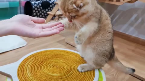 kitten love to eat yogurt - Cute and funny cat video
