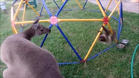 Baby sloths being sloths - Funniest pets