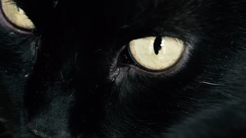 Black cat with beauty yellow eyes