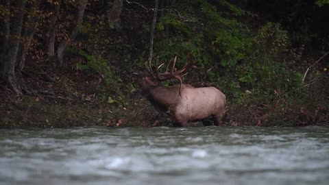 Elk Bugle Sound