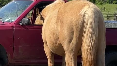 Horse Helps Himself To Potato Chips