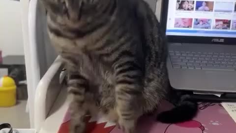 Cat bites hand