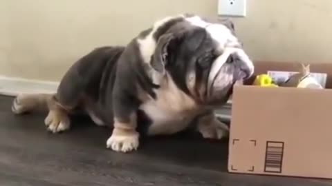 Tired Bulldog Can't Move