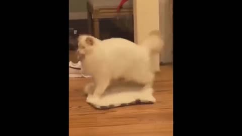 Funniest Cats and Dogs 🐶🐱 | Funny Animal Videos #10