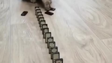 Domino cats