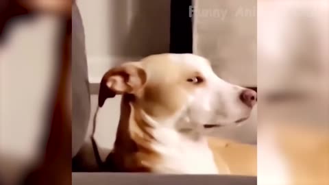 Funny Animal Videos 2022 Best Dogs And Cats Videos