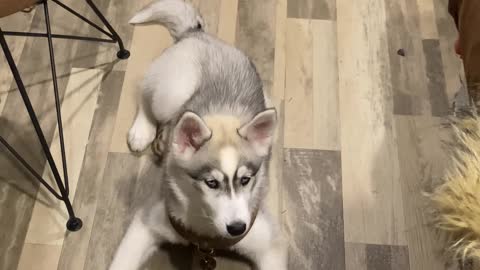 Husky Pup Really Plays Up Her Performance