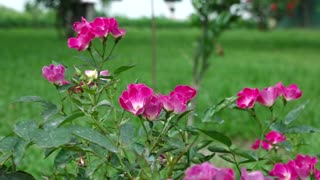 Flowers : Nepal