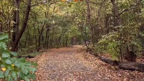 Fall-morning walk inProspect Park