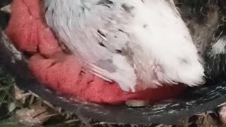 Flock it farm: Baby Pigeons 3 weeks old, baby quail 1 week old