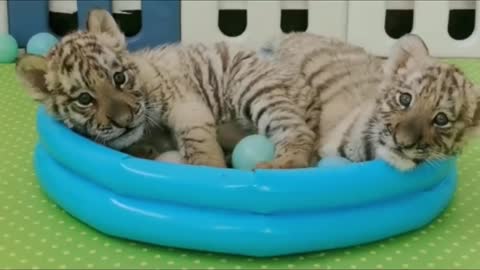 Husky Puppy and Tiger Cubs Playing