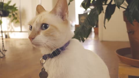 A white cat sits in front of a white wall