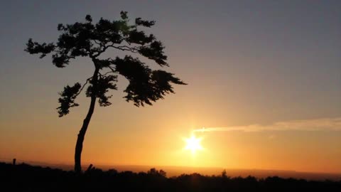 Lonely Tree at Sunset (slow motion)