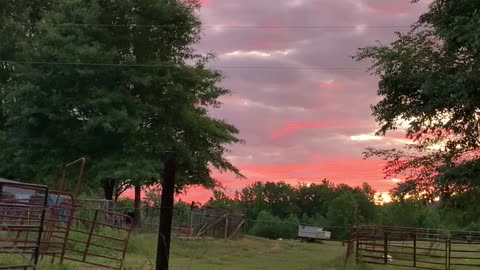 Sunrise hunt for the dogs