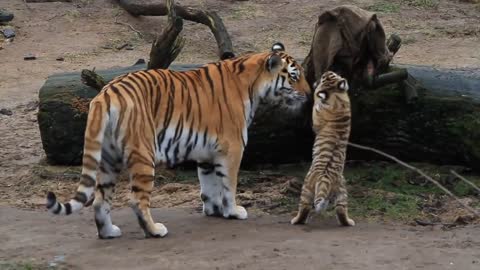 HD Tiger Babys - Cute Tigerbabys - Zoo Cologne - Amurtiger - cute baby animals