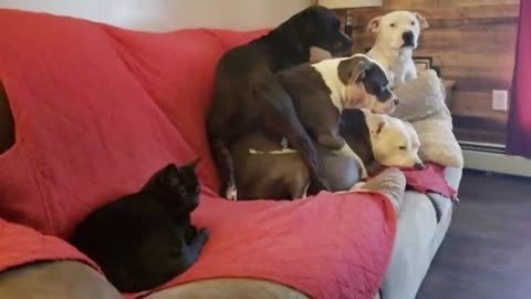 Funny cats and dogs video that make me laugh uncomfortable 🤣