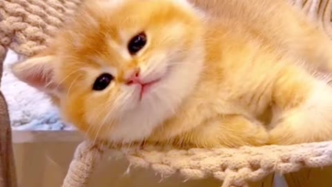 Does your cat laugh so loudly?😆 #funnycat #fyp #funnyvideos