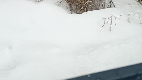 "Snow" on April 4/23 near Edmonton, Alberta