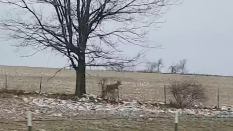 Deer Fails to Stick the Landing