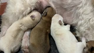 🔴 Cutest Baby Animals 2023 🐶 Cute newborn puppies videos 2023 #