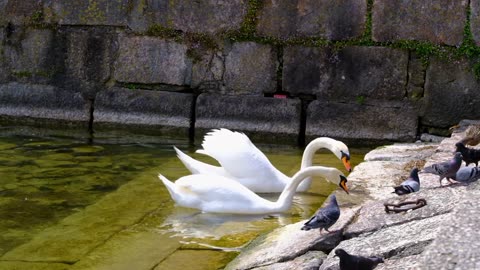 Swans birds water birds