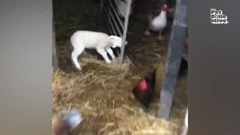 Funny farm animal videos to laugh