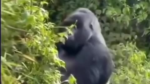 Gorilla attitude