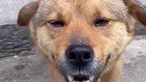 Funny dogs 🐕 trending video