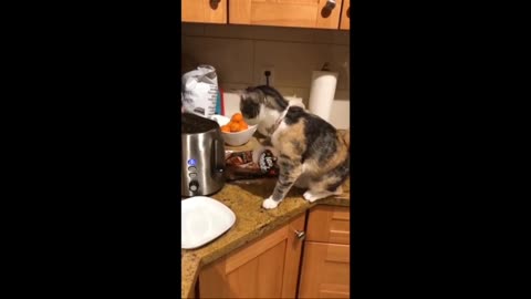 Cat Funny videos