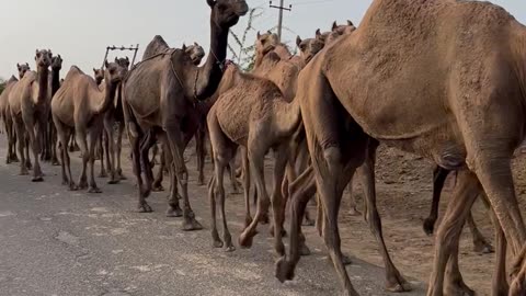 Camels in Rajasthan India