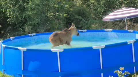 Wild Neighbors Drop By to Use Backyard Pool