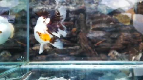 The most beautiful Oranda Goldfish-5