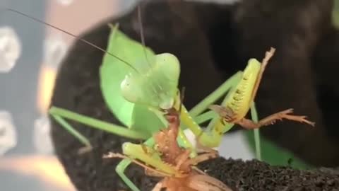 Mantis Slowly Eats A Cricket