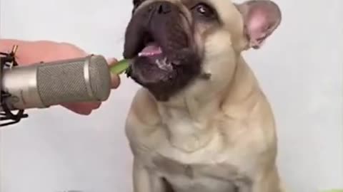 Funny dog Videos _ Cute Dogs _ Cute Animals _ Funny dogs and Cats _ Amazing Dogs _