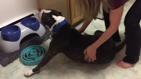 Pit Bull torn between eating and back scratches