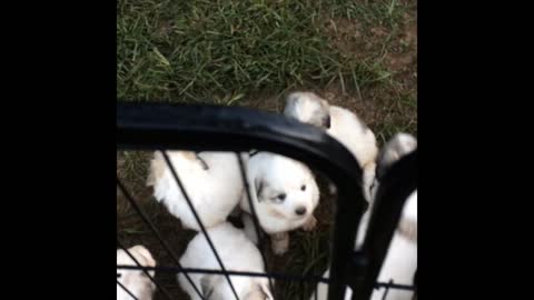 Great Pyrenees Litter Day 33