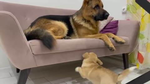 Tiny Puppy Demands Attention from German Shepherd