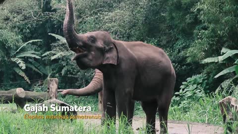 Sumatran animals collection