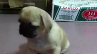 Dog training at home (pug 4 months)