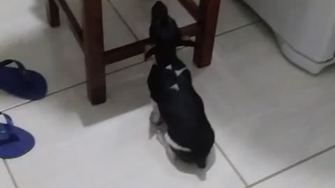 Video engraçado / cachorro