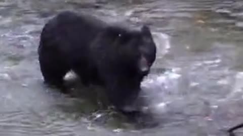 Black Bear Bear Chasing Salmon Feeding Fish River