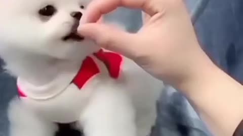Cute Puppy 🐶 Dog