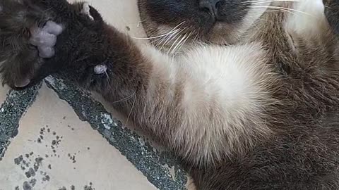 Tomando el sol en la azotea