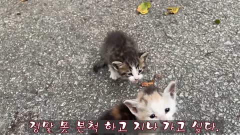 Siberian cat does back flips when instructed