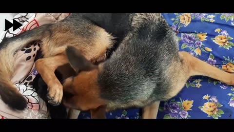 German shepherd Giving birth to 9 puppies - (First Litter)