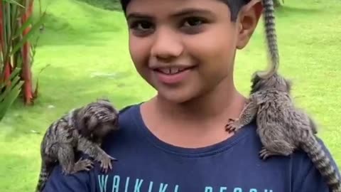 pygmy marmoset Tiny primates monkey