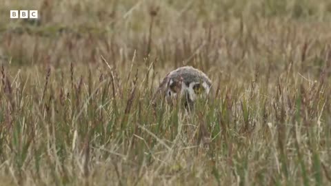 Feeding snowy owl chicks is no mean feat 😂 _ Frozen Planet II - BBC