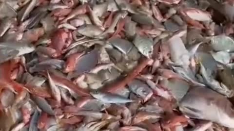 Fishing bycatch is a massive
